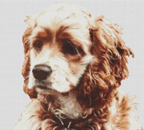 (image for) Buff Cocker Spaniel